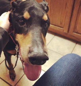 Large Black and Tan Doberman dog face, with brown eyes. His mouth is open and white teeth are showing, with some pink tongue hanging out. 